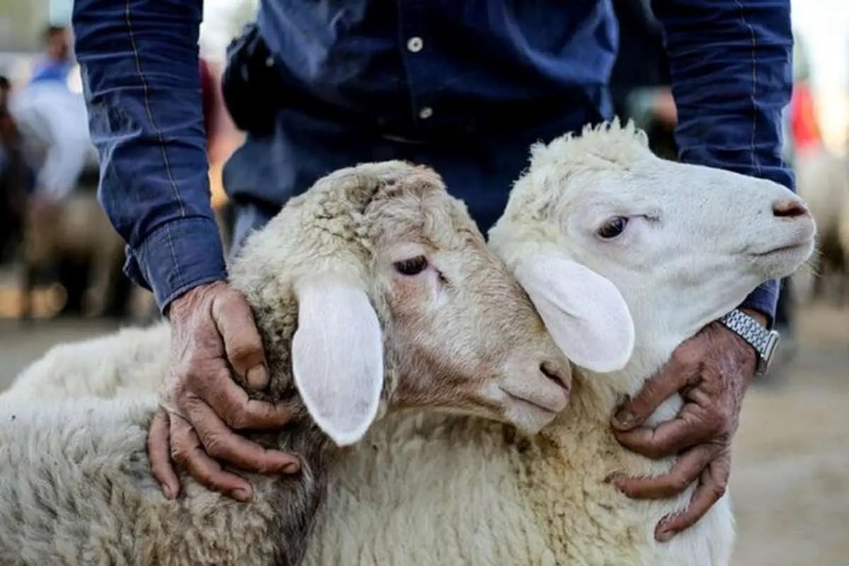 قیمت جدید دام زنده؛ گوسفند زنده در تهران و همدان چند؟