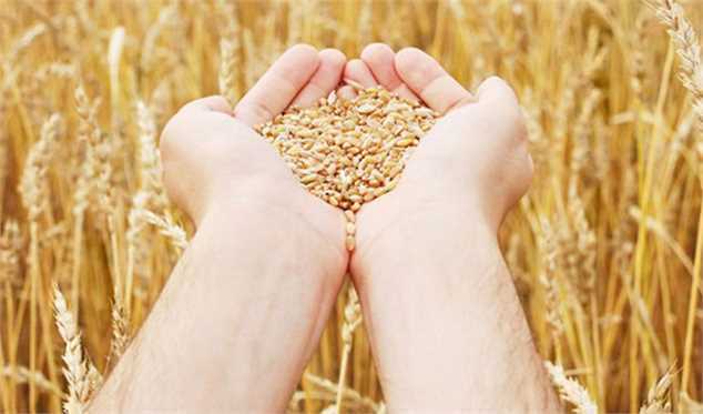 طلای سبز روی موج خبر/ شوک جدید برای گندمکاران ایران!